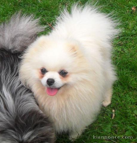 vous propose des chiots Spitz Nain les chiots