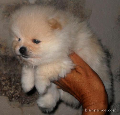 Magnifiques chiots Spitz Nain.