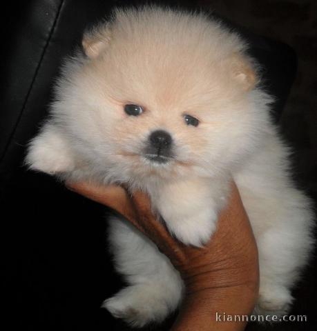 Authentiques chiots Spitz Nain 