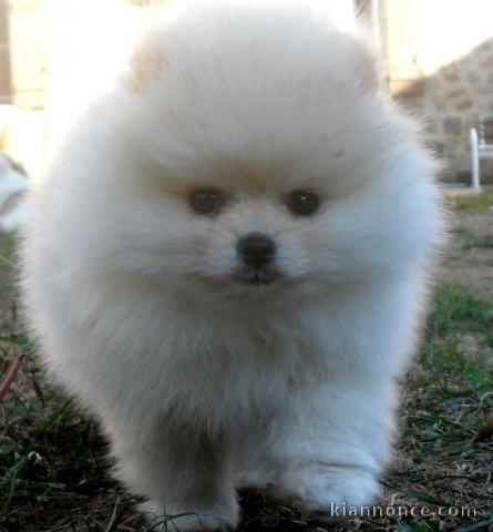 Adorables bebes chiots Spitz Nain