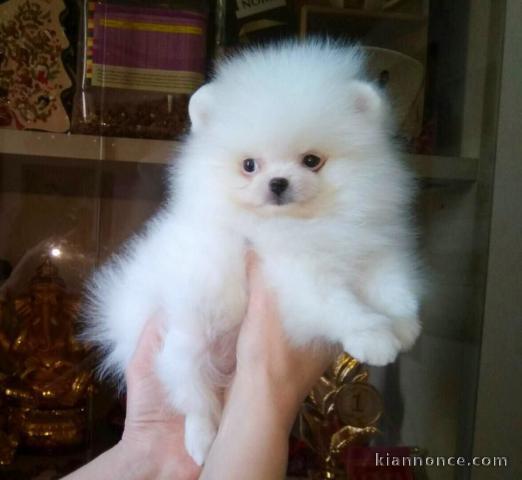 Magnifique chiots type spitz nain