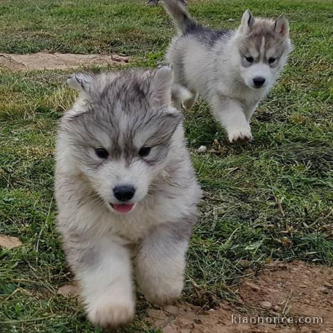 Adorables chiots Husky