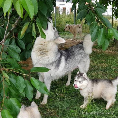 adorables chiots Husky