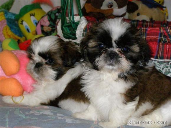 Chiots shi tzu disponibles