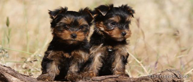 Chiots yorkshire inscrits au lof