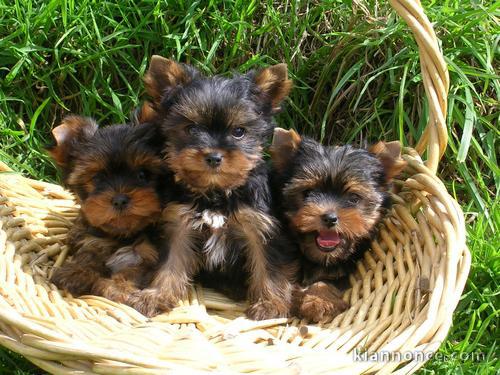 Chiots yorkshire inscrits au lof