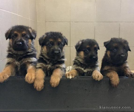 Chiots berger allemand