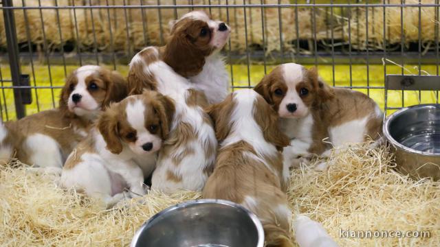 Chiots cavalier king charles