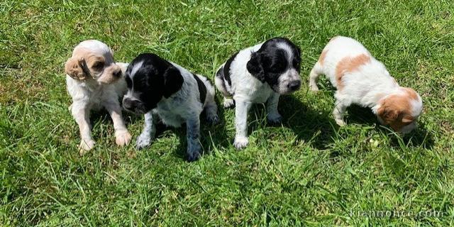 Chiots epagneul breton