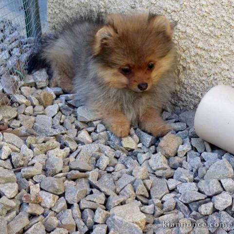 Magnifiques Chiots Spitz Nain Poméranien