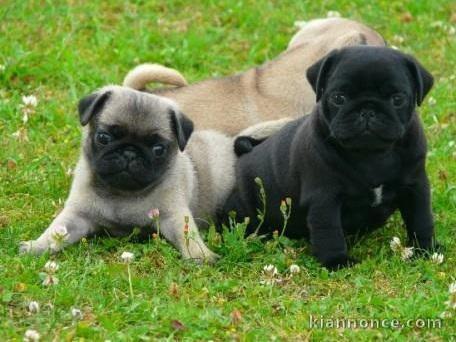 Adorable chiots carlin