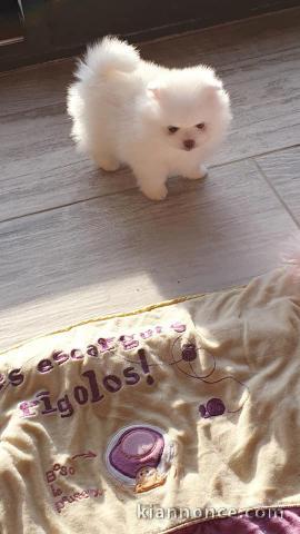 Adorable spitz nain blanc neige