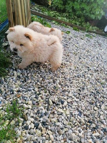 Adorables chiots chow chow de 3 mois