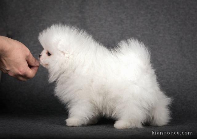 Chiots type spitz nain 