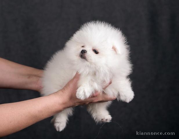 Nos magnifiques chiots spitz nain 