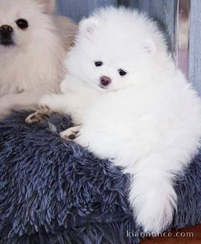 Voila magnifiques chiots spitz nain