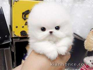 Pomeranien teacup a donner