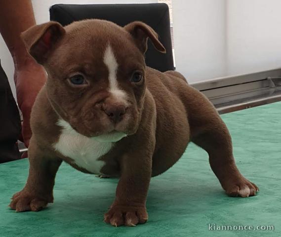 Magnifiques American bully disponible;