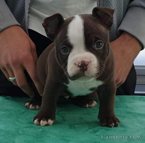 Magnifiques American bully disponible;