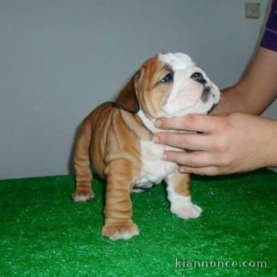  ADORABLES CHIOTS BOULEDOGUES ANGLAIS