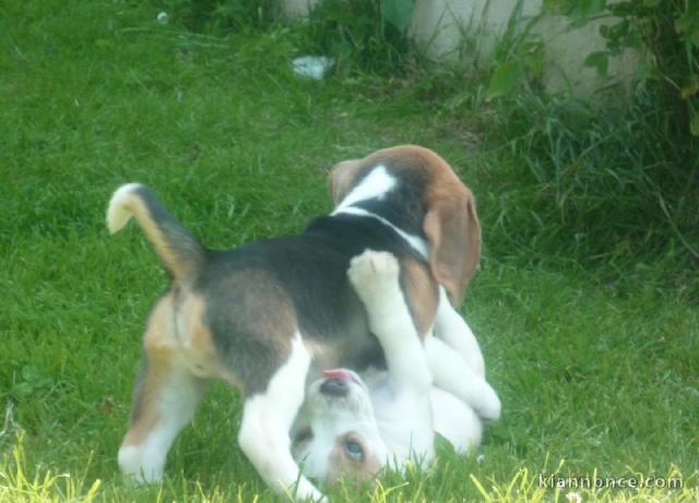 4 Chiots beagle a donner