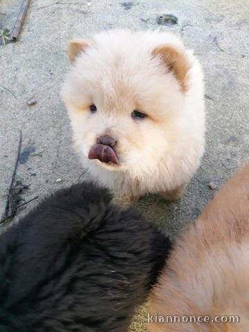 Adorables chiots chow chow de 3 mois