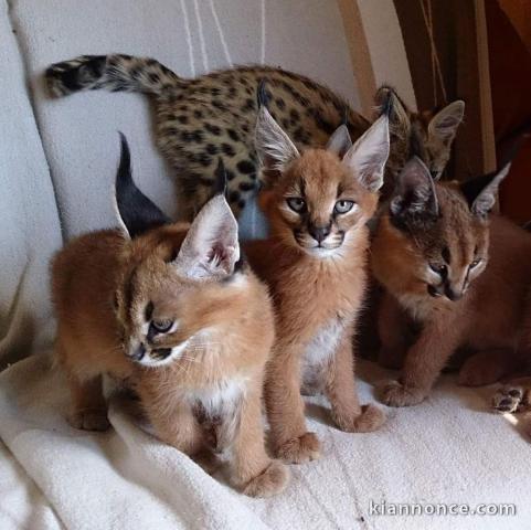 chatons savannah , serval et caracal