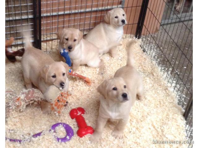 Nous avons de gros chiots Labrador dorés