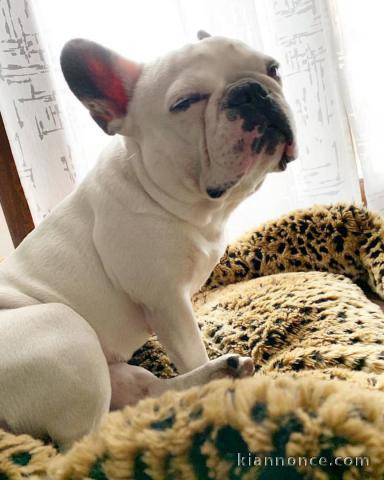 Très jolie chiot Bouledogue français à donner