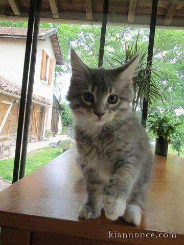 Adorable chatons maine coon haute lignée autenthiques en parfaite