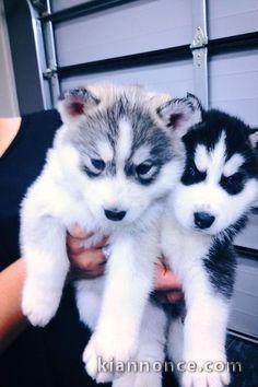 Superbe chiots Husky Sibérien a donner 1 femelle et 2 mâles