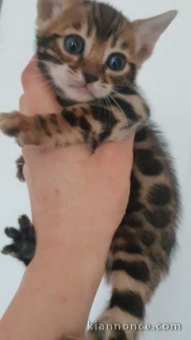 Chaton Bengal Femelle 3 mois