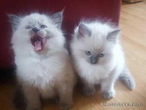 Chatons Sacre de Birmanie Adonner