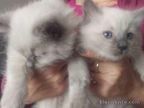 Chatons Sacre de Birmanie Femelle Adonner.