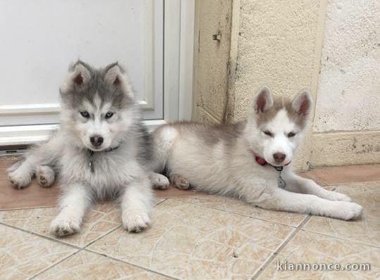 Adorables Chiots Husky Siberien A Donner 