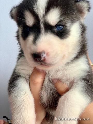 jolie chiots husky siberienne a donne