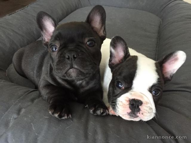 Donne Magnifiques chiots bouledogue français