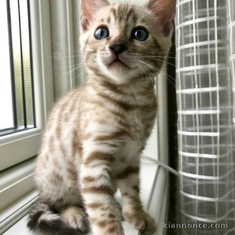 magnifiques chatons bengal a donner 