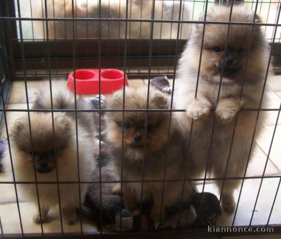 CHIOTS SPITZ NAIN FAUVE MÂLE ET FEMELLE