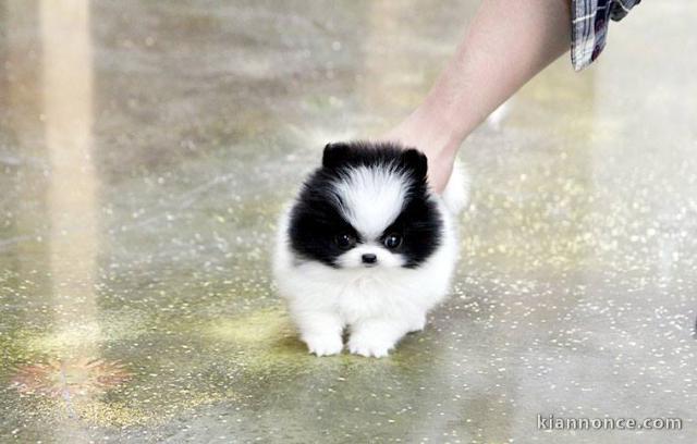 CHIOTS SPITZ NAIN FAUVE MÂLE ET FEMELLE