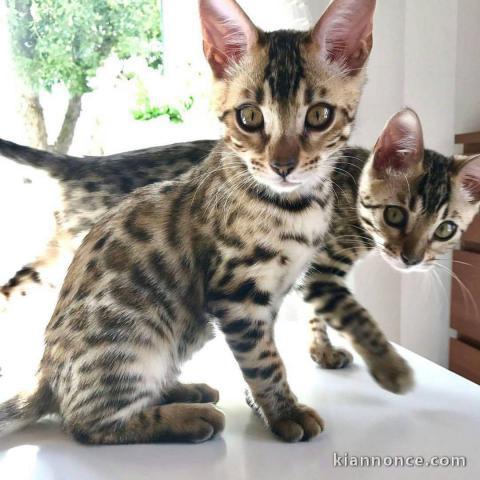 magnifiques chatons bengal a donner 