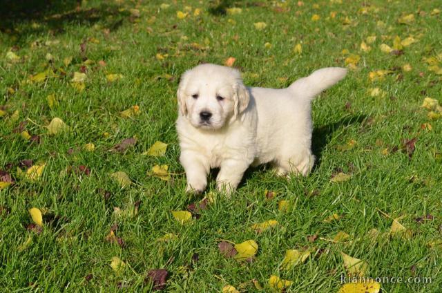 Chiots Golden Retriever à donner