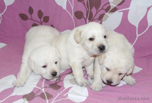 Magnifiques chiots golden retriever à donner