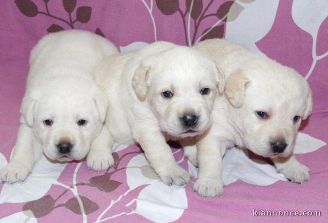 Magnifiques chiots golden retriever à donner