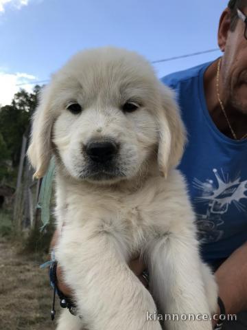 Magnifiques chiots golden retriever à donner