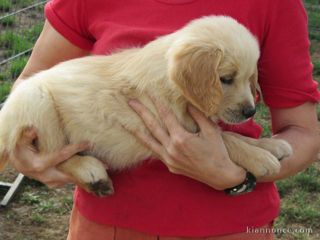 Magnifiques chiots golden retriever à donner