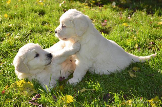 Chiots Golden Retriever à donner