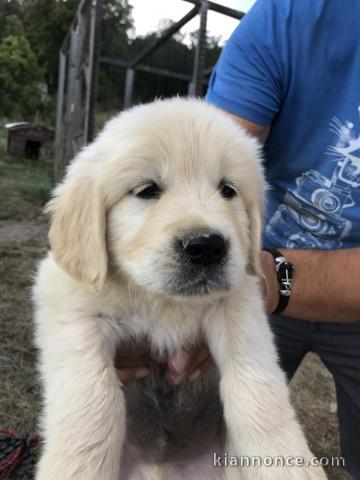 Magnifiques chiots golden retriever à donner