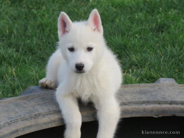 A donner Magnifique A DONNER chiot SIBERIAN HUSKY.