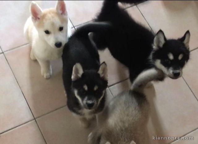 CHIOTS HUSKY SIBERIE A DONNER PAS A VENDRE 